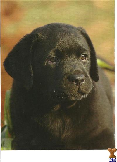 Puppies in MD