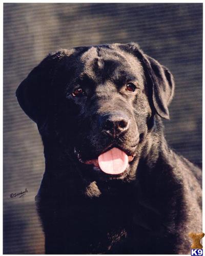 Stud Dogs - Labrador Retriever