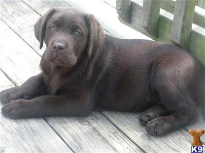 Puppies in MD
