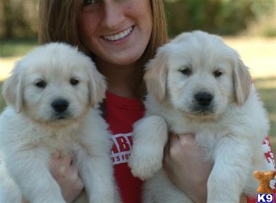 Puppies in MD