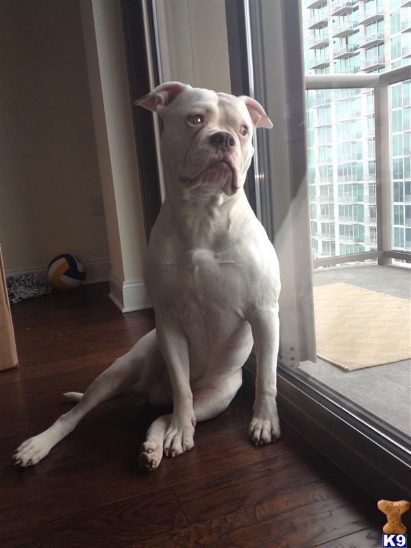 Stud Dogs - American Bulldog
