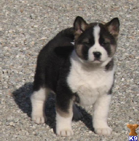 Akita Puppies