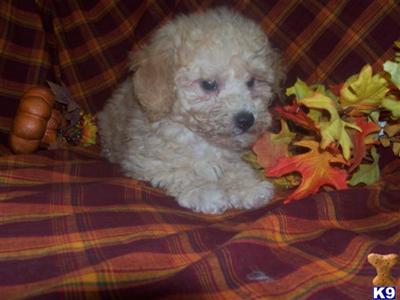 Hypoallergenic Dogs