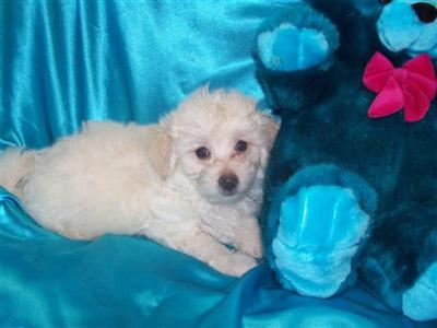 Puppies in IA