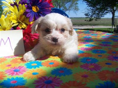 Puppies in IA