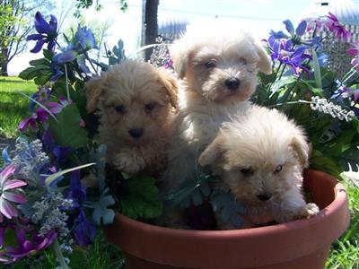 Puppies in IA