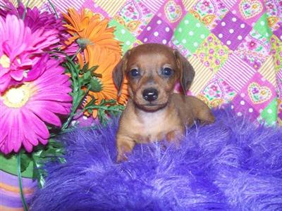 Puppies for Sale