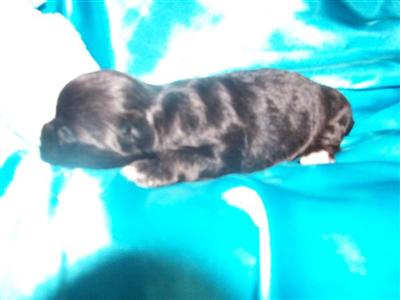 Puppies for Sale
