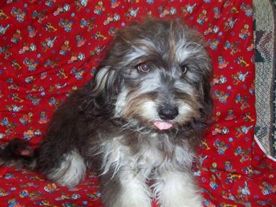 Puppies for Sale