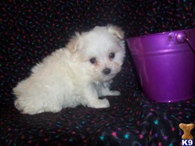 Maltese Puppies for Sale