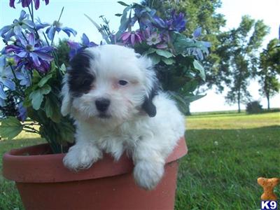 Puppies in Garner
