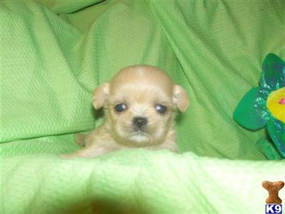 Puppies in Garner