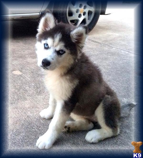 husky puppies for sale tx document moved husky puppies for sale tx document moved