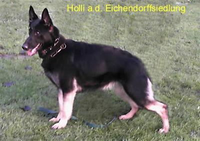Dogs for Sale in NC