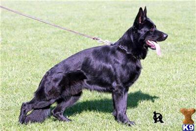 Stud Dogs - German Shepherd