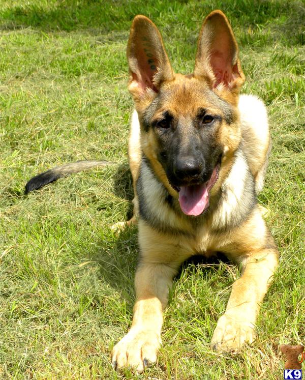 Dogs for Sale in NC