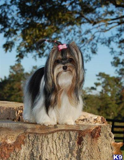 Biewer Yorkshire Terriers Puppies for Sale
