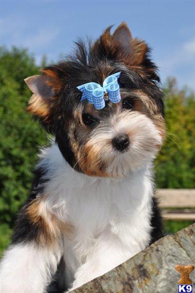 Biewer Yorkshire Terriers Puppies for Sale