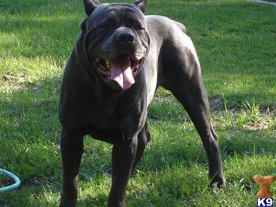 Stud Dogs in MI