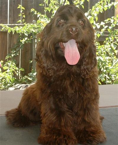 Stud Dogs - Cocker Spaniel