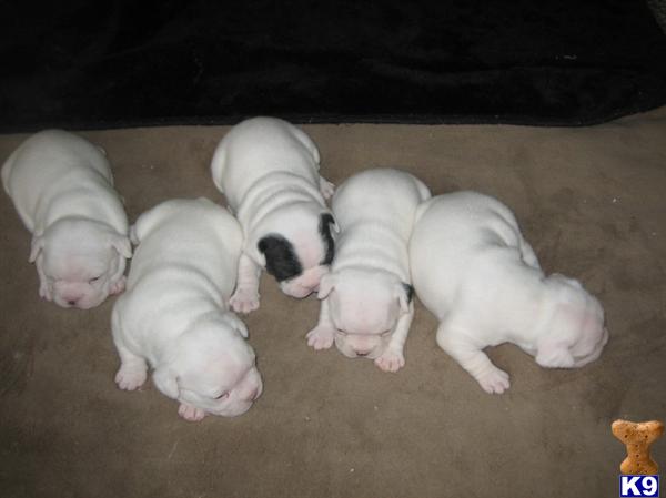 Puppies in DE