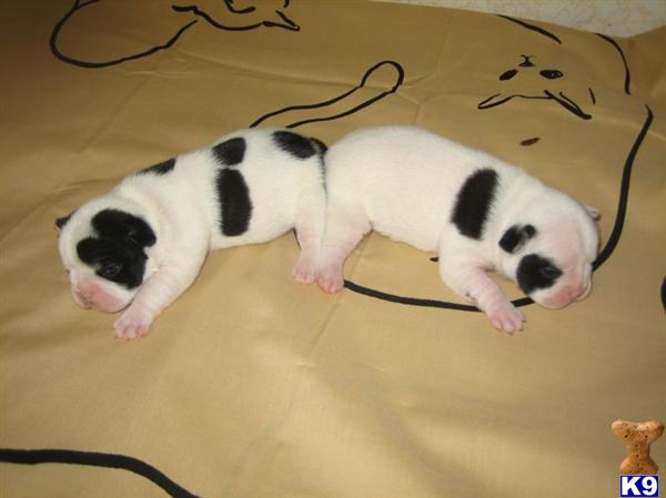 Puppies in DE