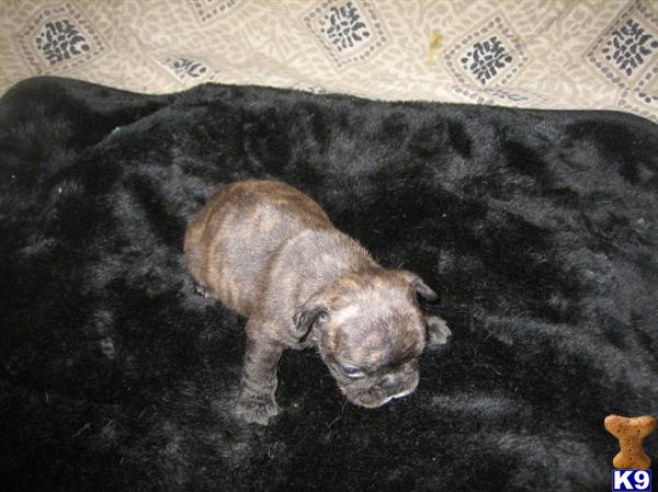 French Bulldog Puppies