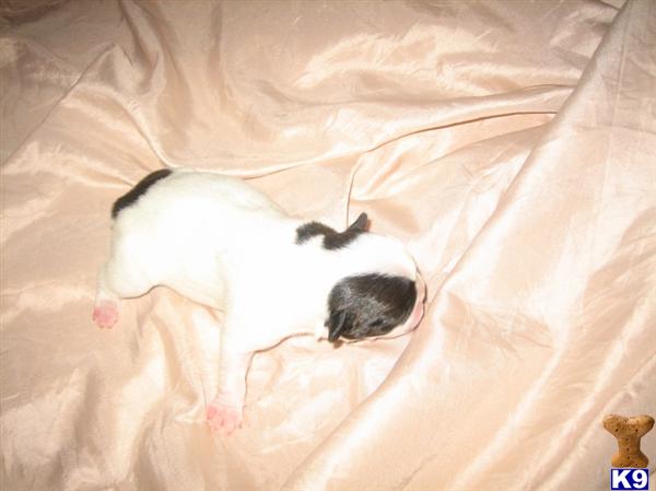 French Bulldog Puppies