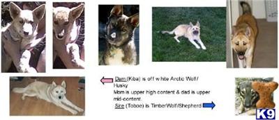 Wolf Dog Puppies for Sale