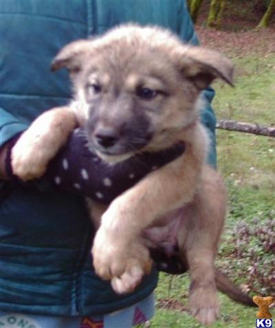 Puppies in OR