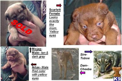Wolf Dog Puppies for Sale