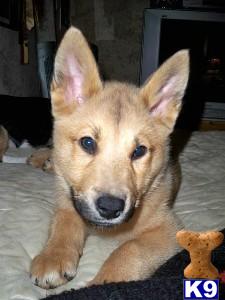 Wolf Dog Puppies for Sale