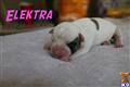 American Bulldog