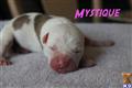 American Bulldog