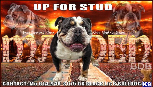 Stud Dogs - Old English Bulldog