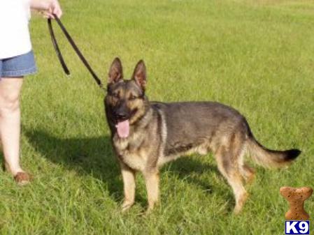 Stud Dogs in MI