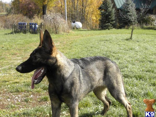 Dogs for Sale in MI
