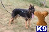 Stud Dogs in MI