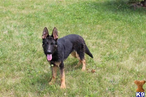 Dogs for Sale in MI