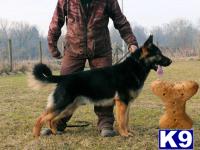 Stud Dogs in MI