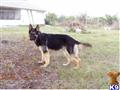 classified ad