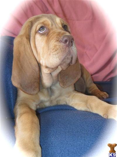 Bloodhound Puppies