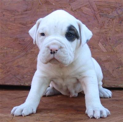 American Bulldog Puppies in OH