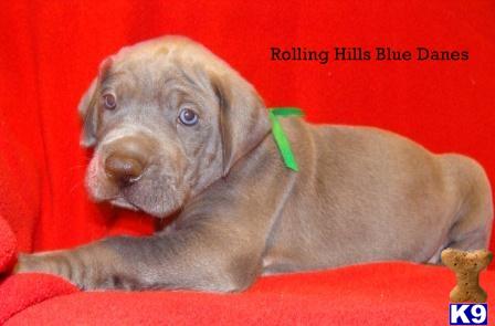 Puppies in KY