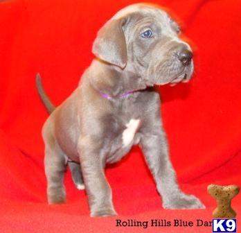 Puppies in KY
