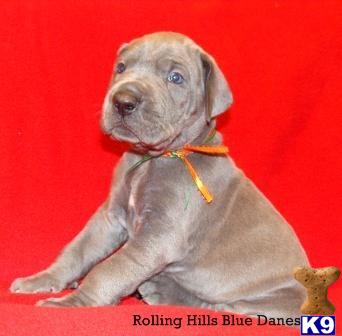 Puppies in KY