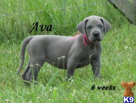 Puppies in KY