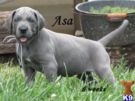 Puppies in KY