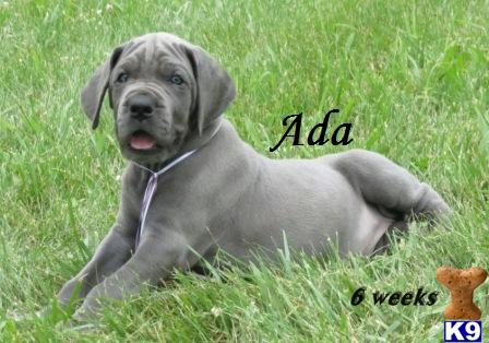 Puppies in KY