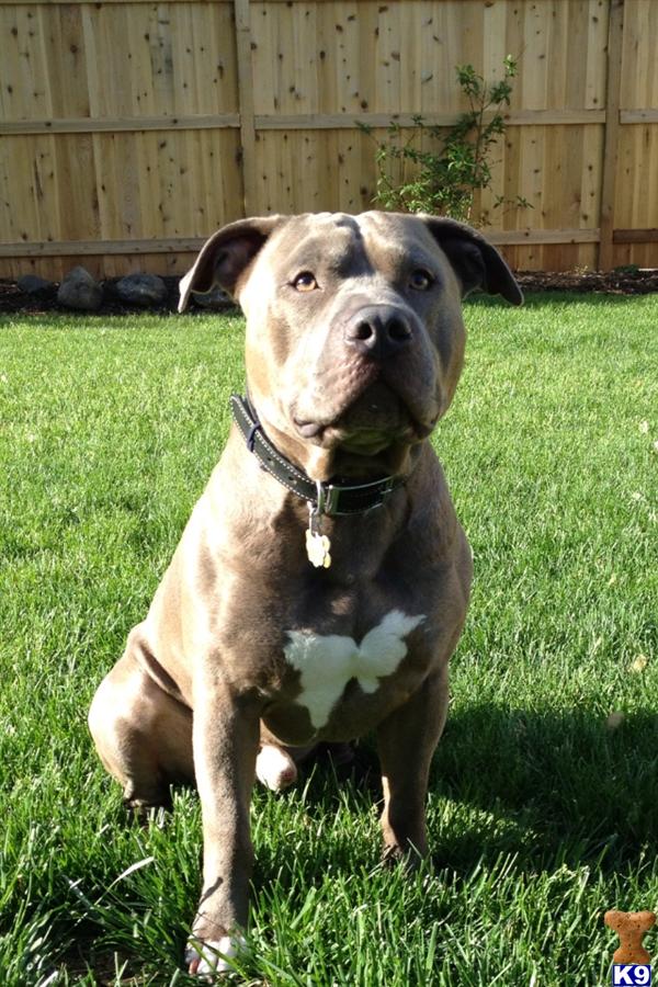 Stud Dogs in IL